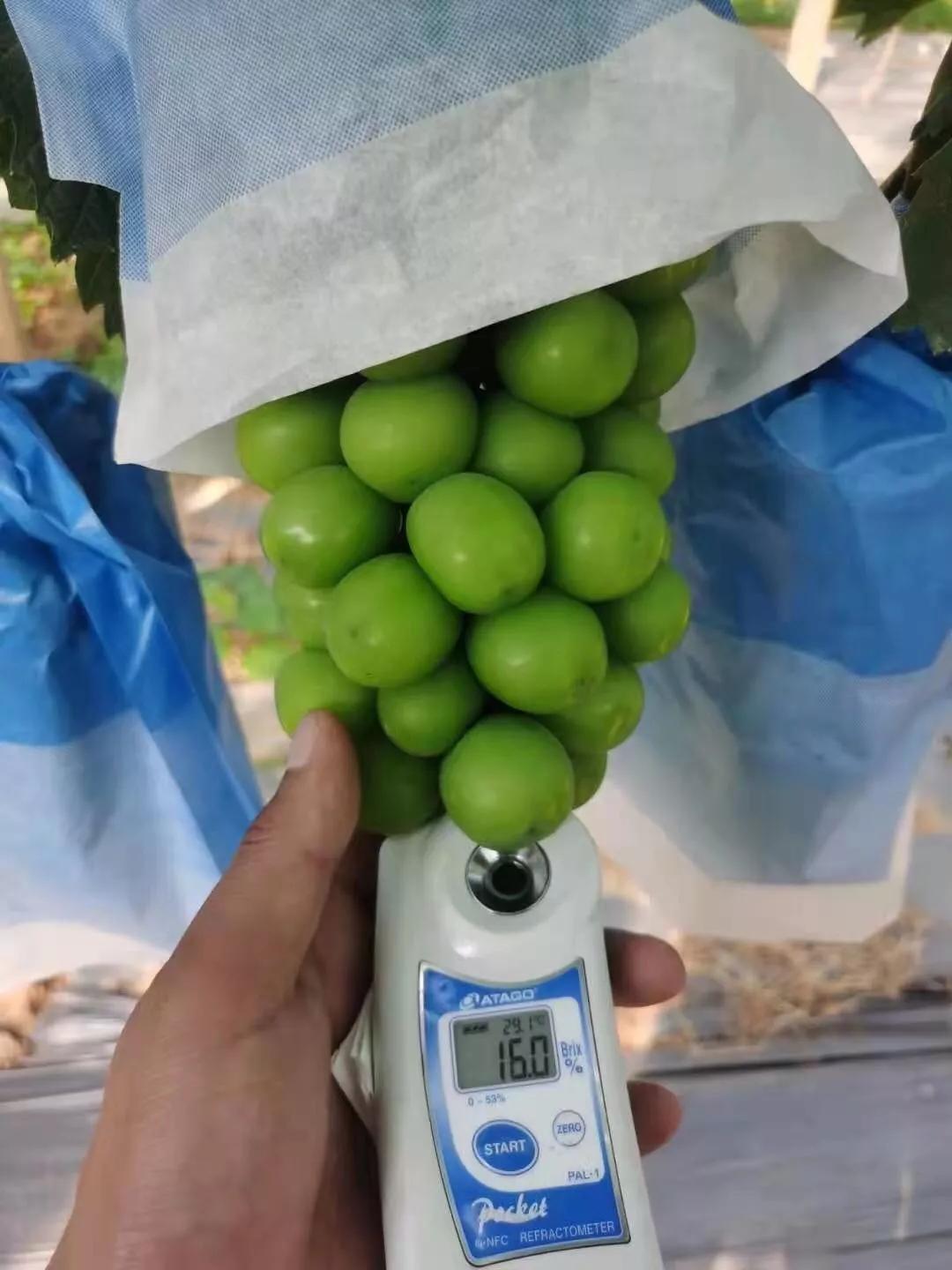 阳光玫瑰葡萄多少年的好,阳光玫瑰葡萄怎么样才是最好的