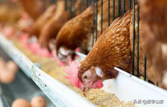 山东青岛莱西市九联肉鸡厂位置,青岛莱西市九联鸡厂流水线视频