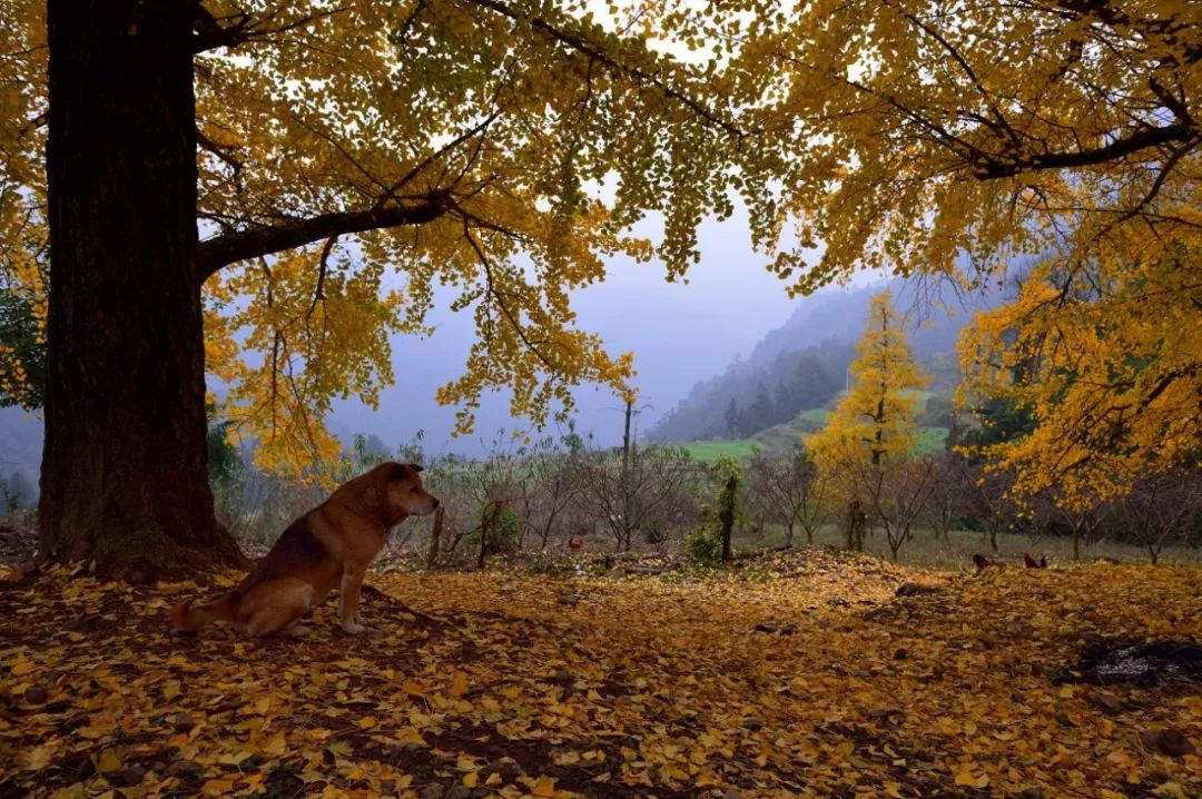 秋季人少景美的小众旅行地,最清静优雅的旅游之地