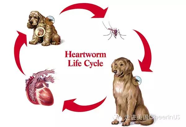 美国家庭都养什么犬,美国人喜欢养什么猛犬