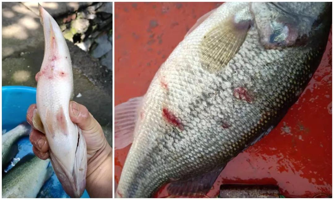 鱼类水霉病治疗好的视频,鱼水霉病发病原因