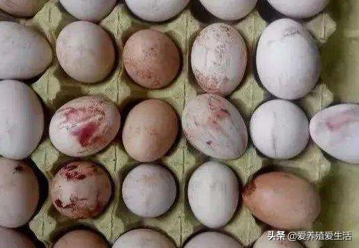 蛋鸡有沙壳蛋怎么办,蛋鸡有白皮蛋咋回事