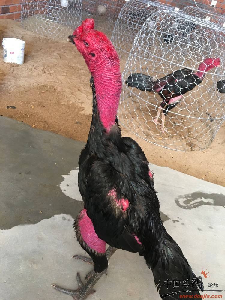 斗鸡的故事传奇,长篇斗鸡故事