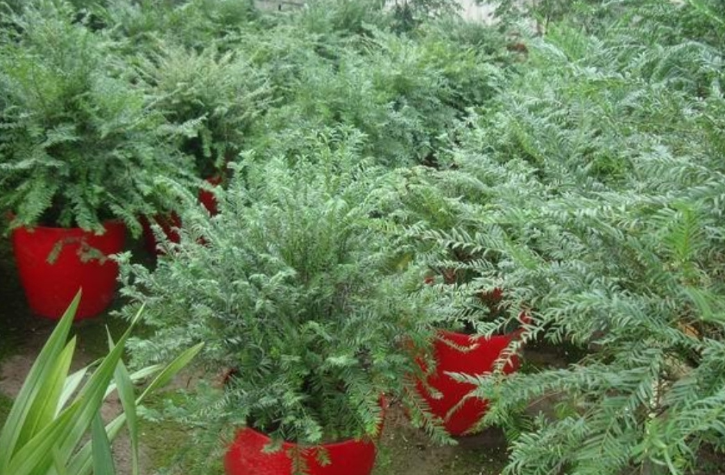 盆栽红豆杉的修剪时间和方法图片,家里摆放红豆杉风水好吗