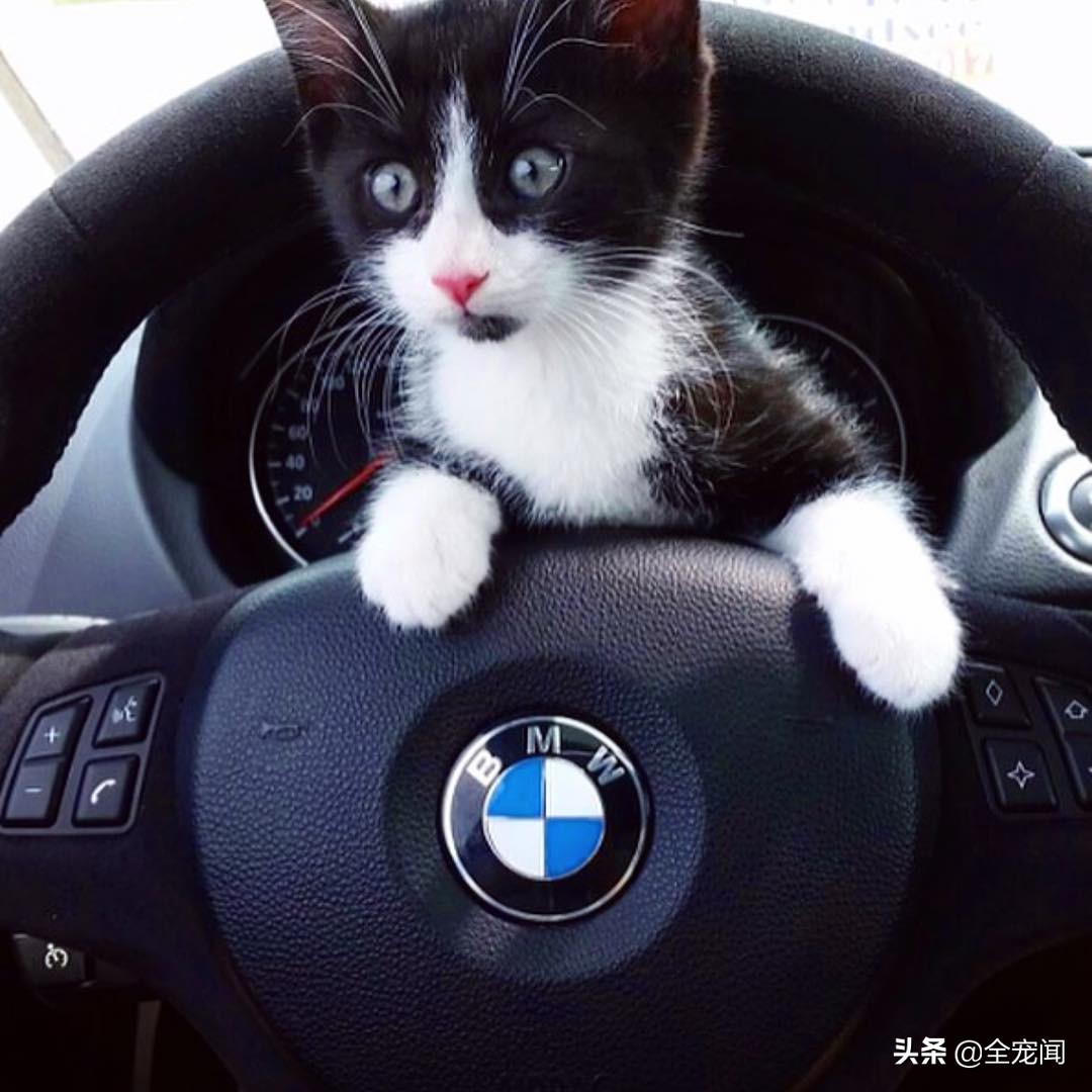 猫容易晕车还是狗容易晕车,猫狗晕车多久开始