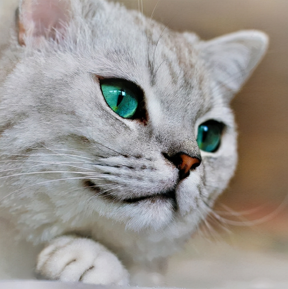 猫泪痕怎么去除涂什么药,猫泪痕滴什么药