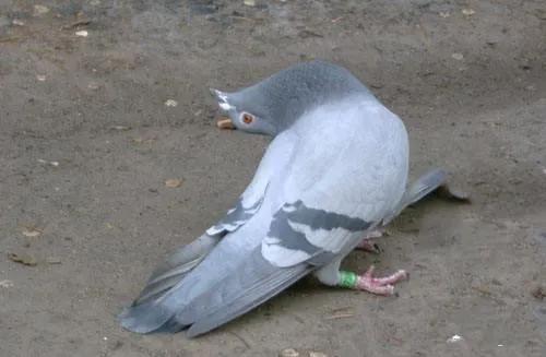 炎夏酷暑小心防范这些常见的夏天赛鸽疾病