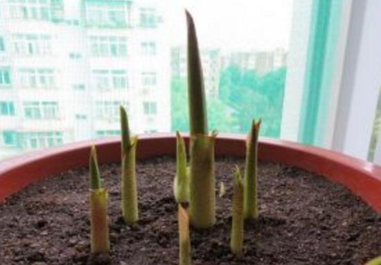 马蹄莲烂根了的处理方法,马蹄莲烂根的原因和治疗方法