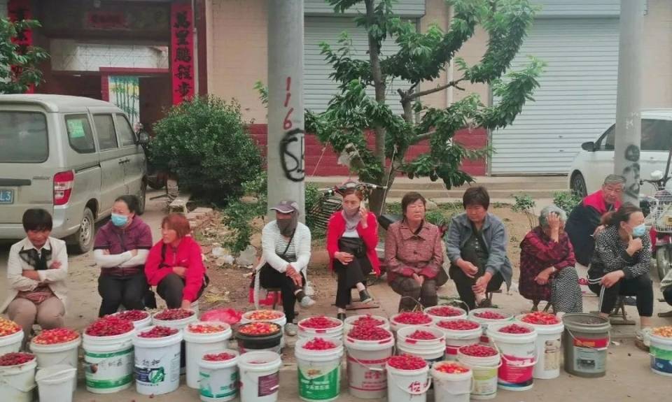 烟台樱桃减产严重吗,大樱桃减产