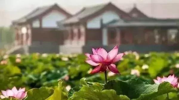 最美赏荷胜地,中国最美荷花美景排名前十
