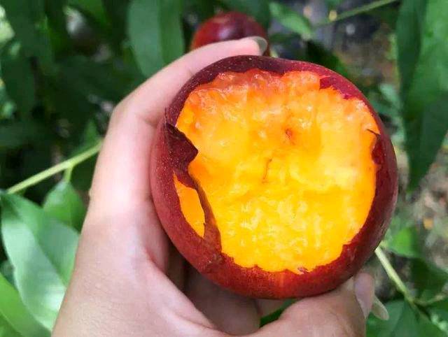 7月不吃瓜也要吃桃，虽能带来3大好处，但2类人不能吃影响健康