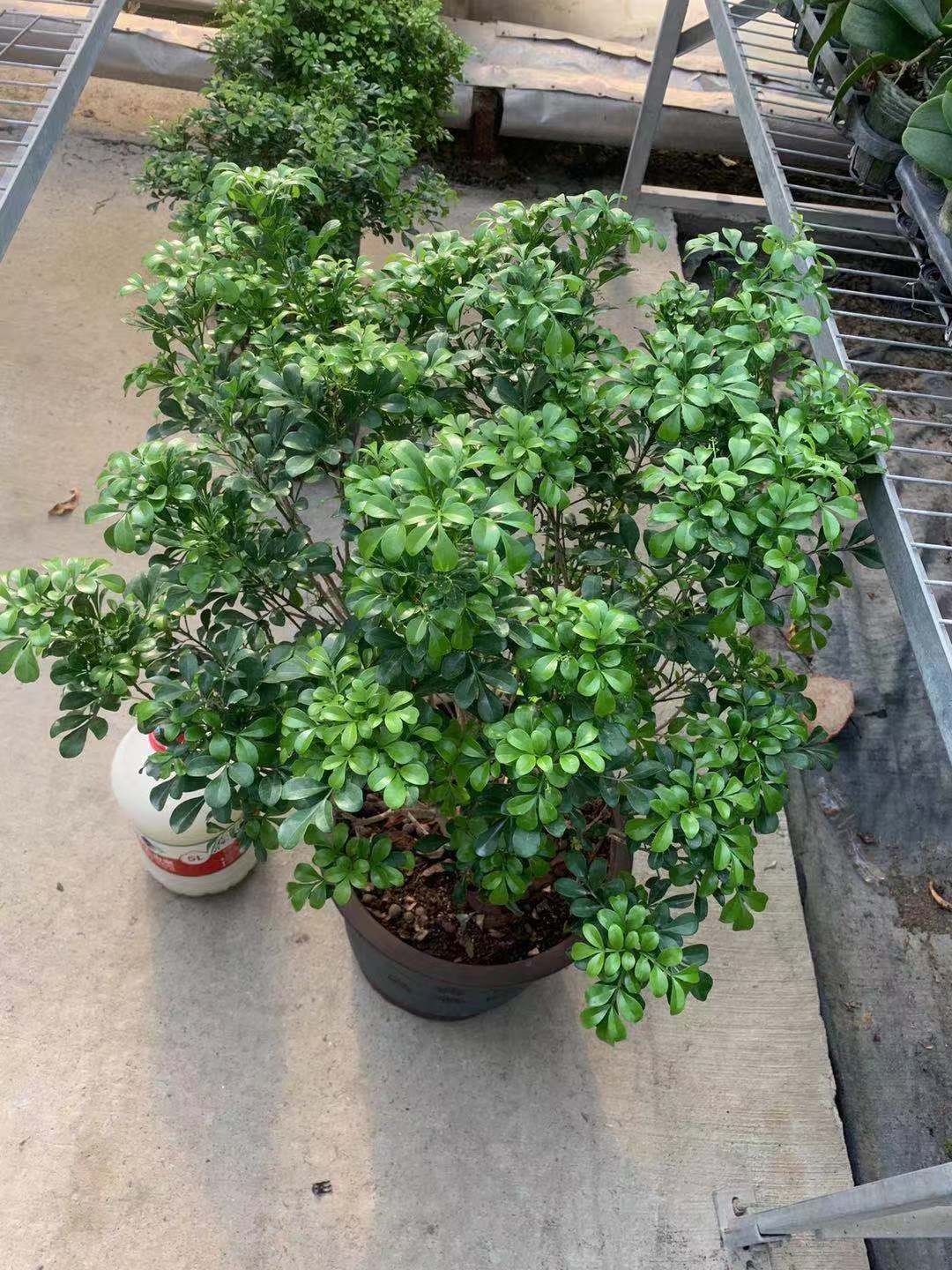 百度文库显示，七成以上花友困扰于米兰的胶泥土，该如何解决