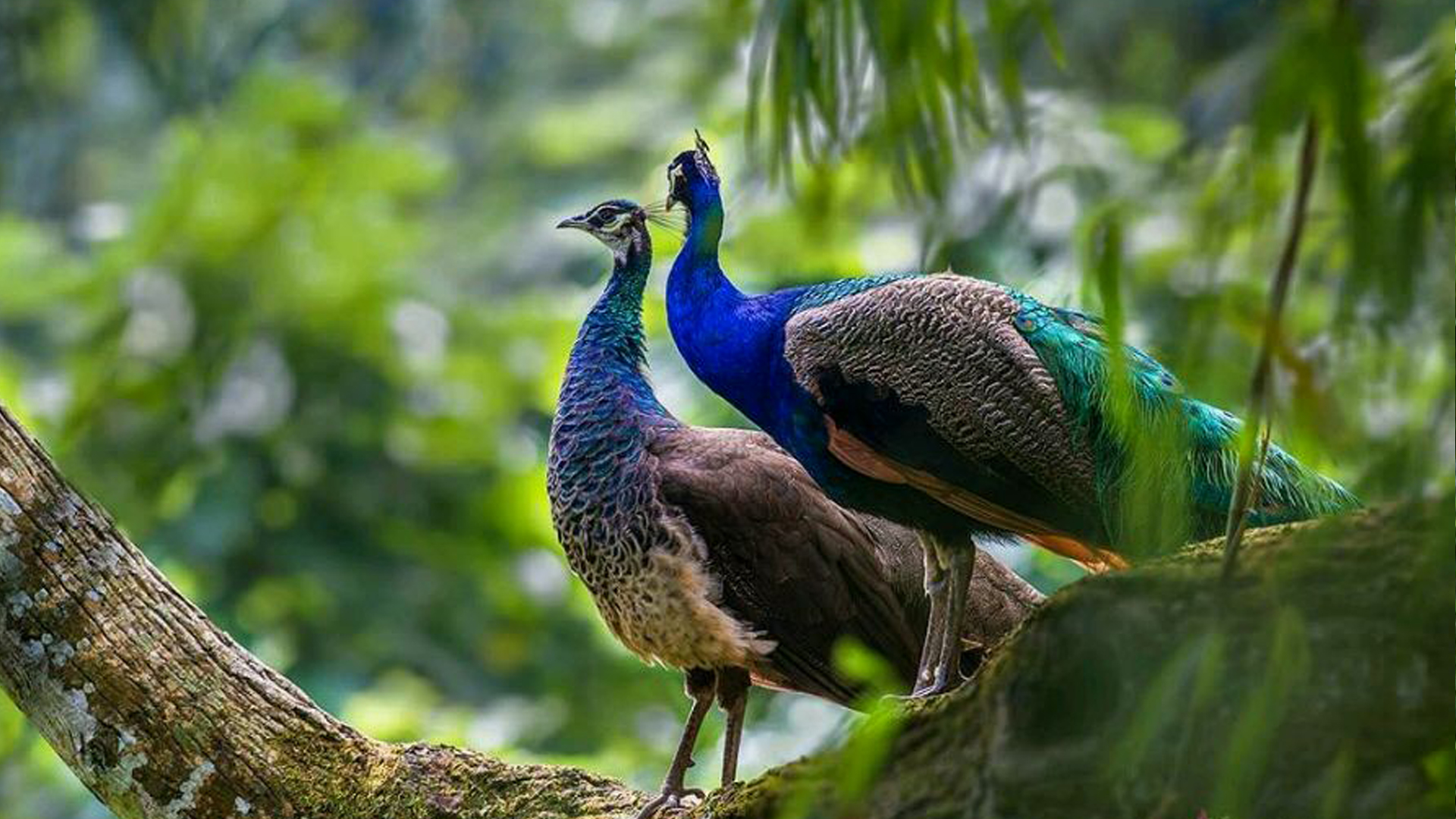 西双版纳泼水节野象谷,西双版纳旅游野象谷全攻略