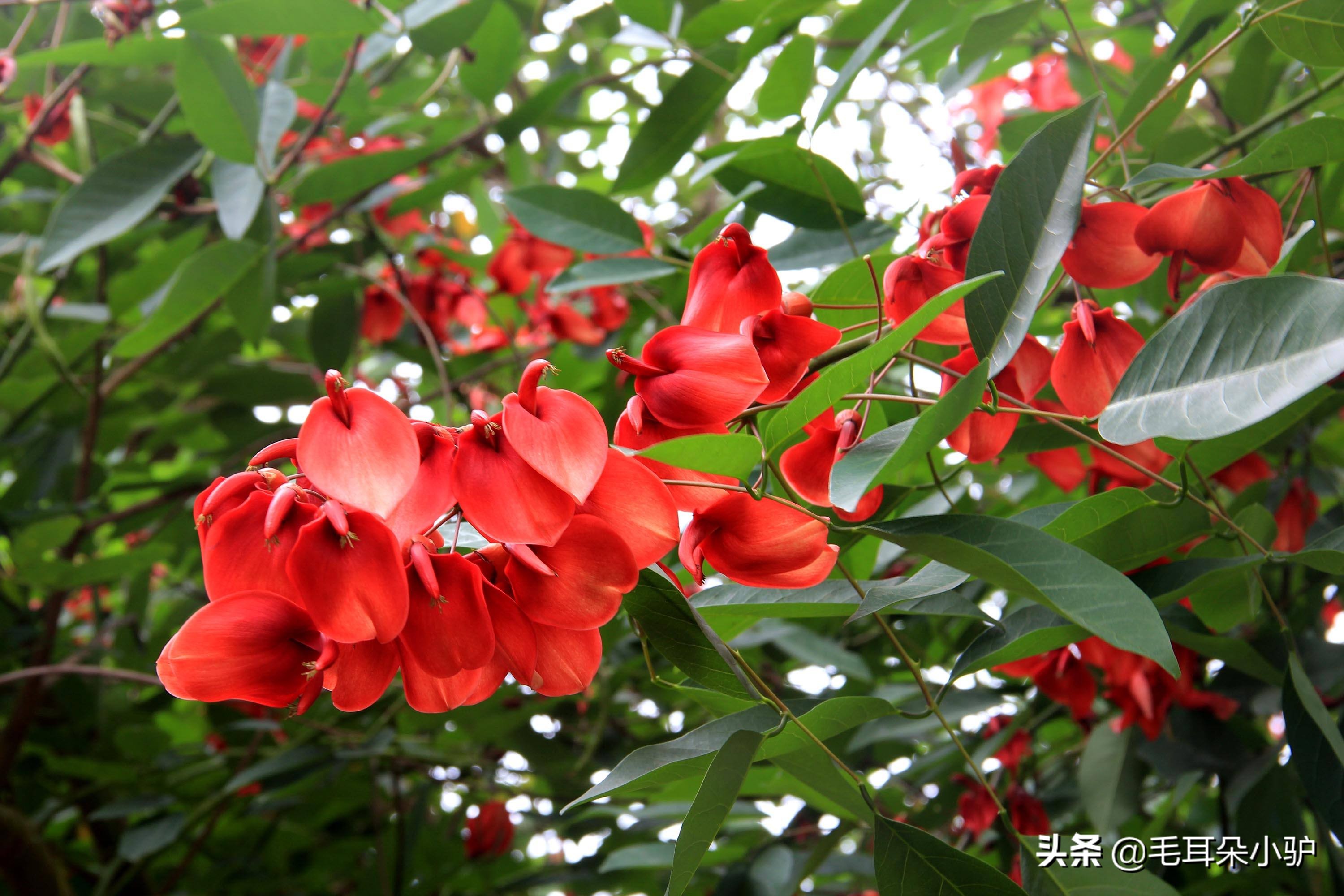 世界各国国花大全图文,世界各国国花欣赏