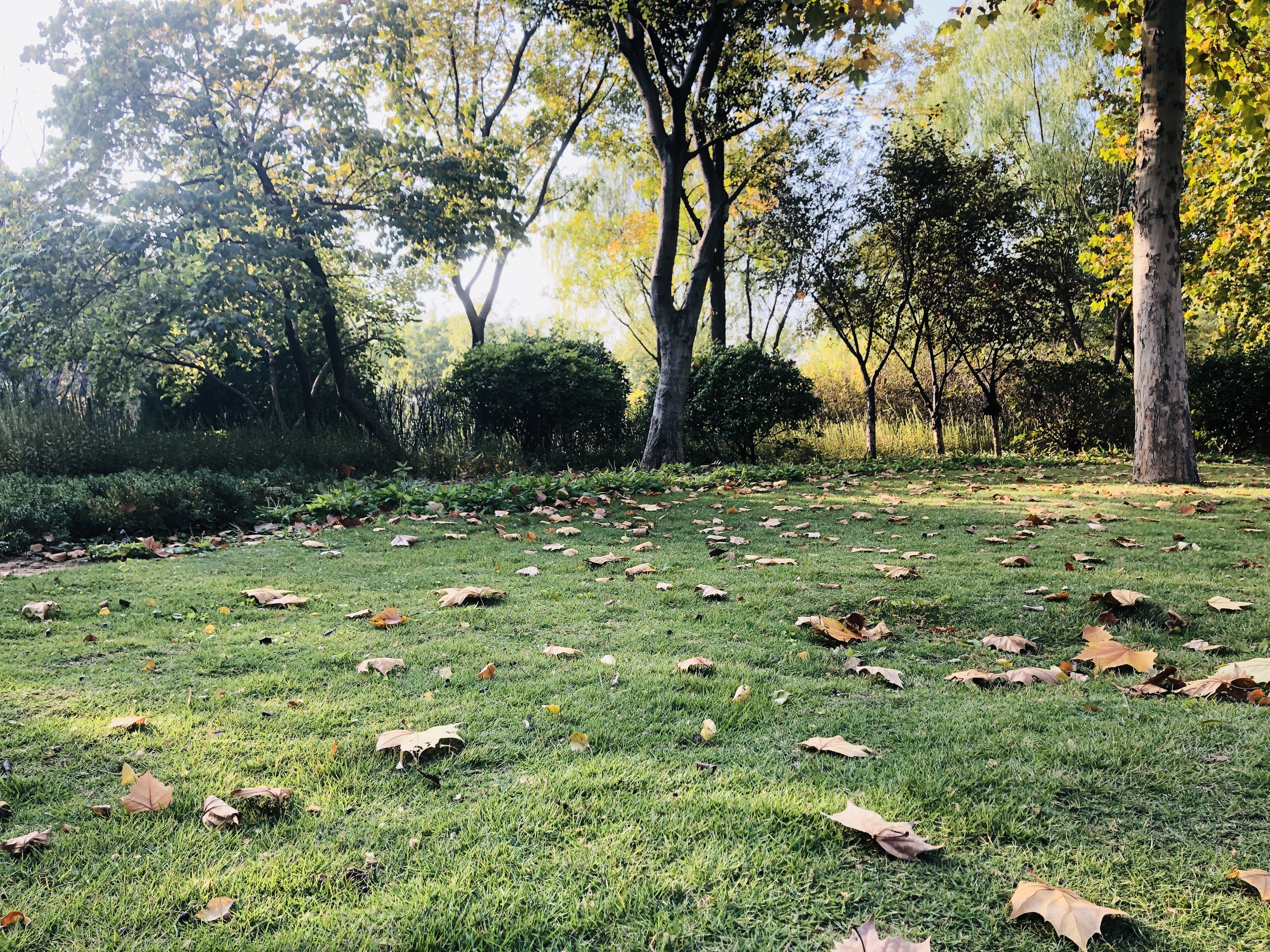 雨后的济南森林公园美景让人陶醉,济南森林公园美成“童话”