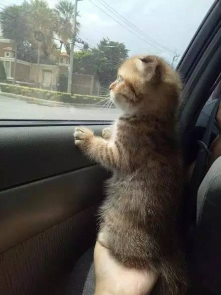 喵星人铲屎官必备,铲屎官出门猫咪怎么办