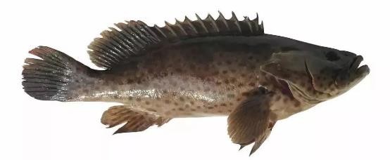 路亚鱼种类大全,长江鱼种类大全图片