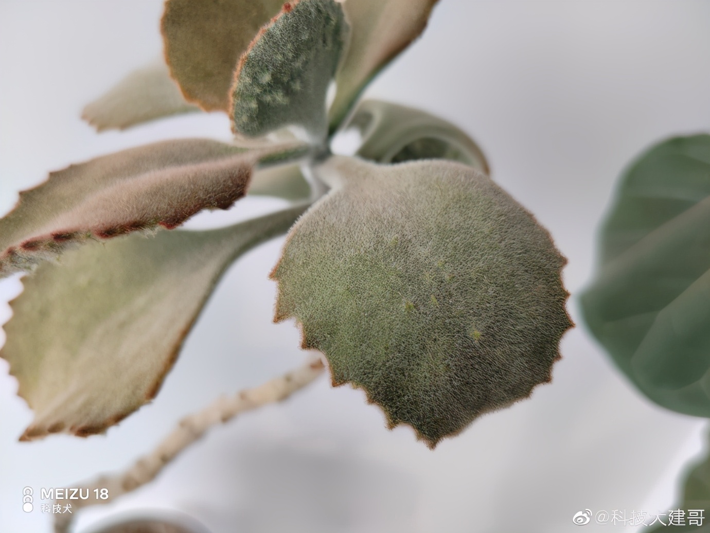 为什么魅族18要称之为小屏旗舰,魅族18spro拍照深度评测