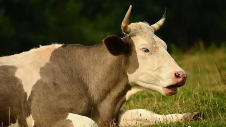 喂牛食盐的正确方法,牛喂食盐过量有什么危害