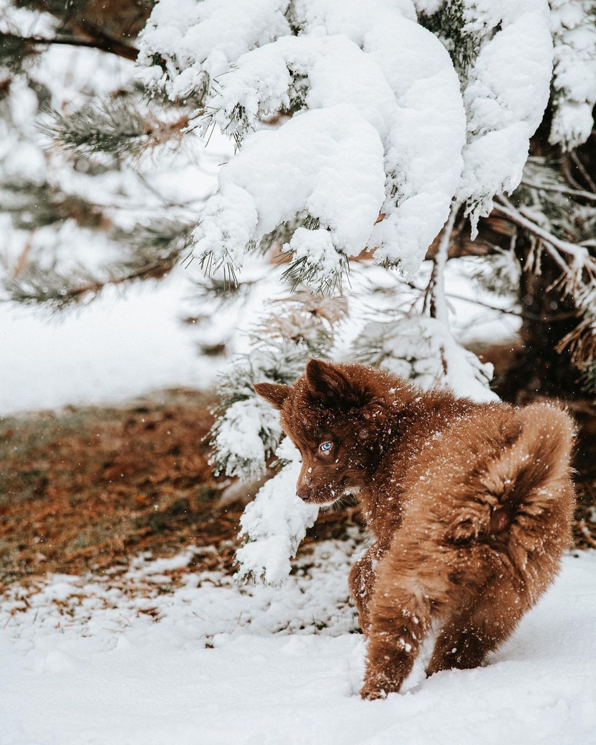 小时候像熊长大后像狼，主人说狗狗是热门犬种，但路人都猜不出
