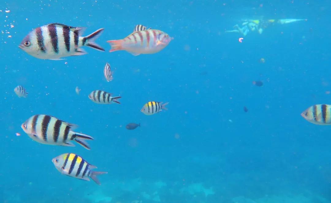 巴厘岛旅游必打卡,巴厘岛六天五晚游