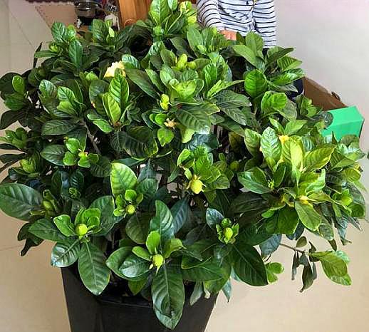 栀子花黄叶是什么原因如何解决,栀子花黄叶是什么原因如何处理