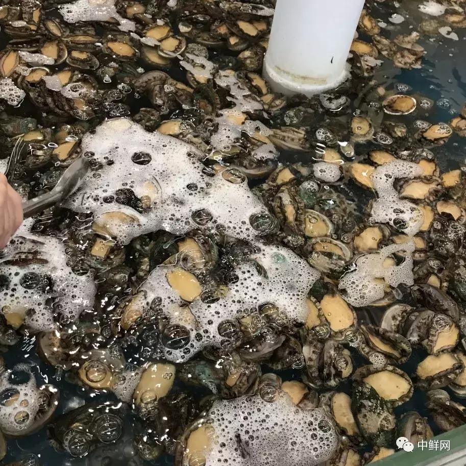 中秋营销水产篇，如何稳中求胜创佳绩？