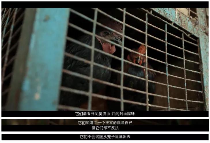 血腥雨夜，疯狂逆袭，这部励志电影吓得我直冒冷汗