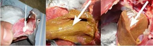 甲硝唑治鸽子毛滴虫需要几天,鸽子毛滴虫用甲硝唑可加土霉素吗