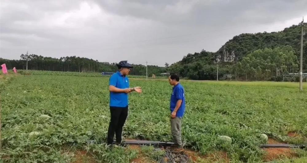 什么品种的西瓜长得最重,15公斤西瓜品种介绍