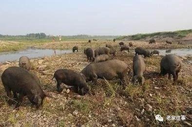 农村生活实拍,农村生活污水处理