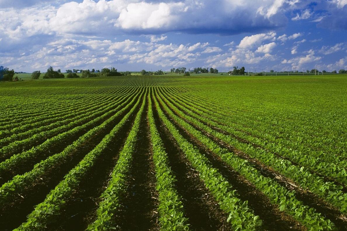 山区农村以后没人种地了怎么办,慢慢没人种地了农村的土地怎么办