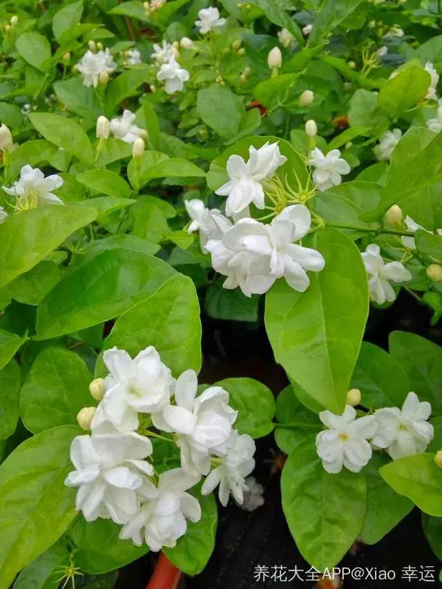 五月份被公认阳台最好养的10种花,喜阴耐旱适合室内养的50种花