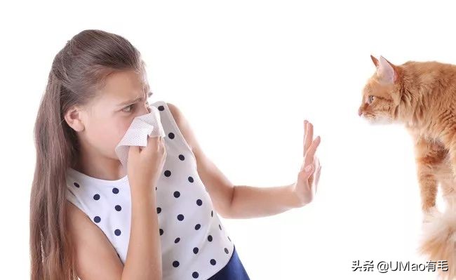 猫感冒会传染其他猫吗,猫感冒了有哪几种表现