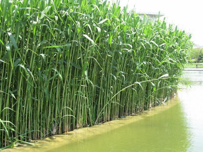 古老潴龙河，成为记忆中久远的童话