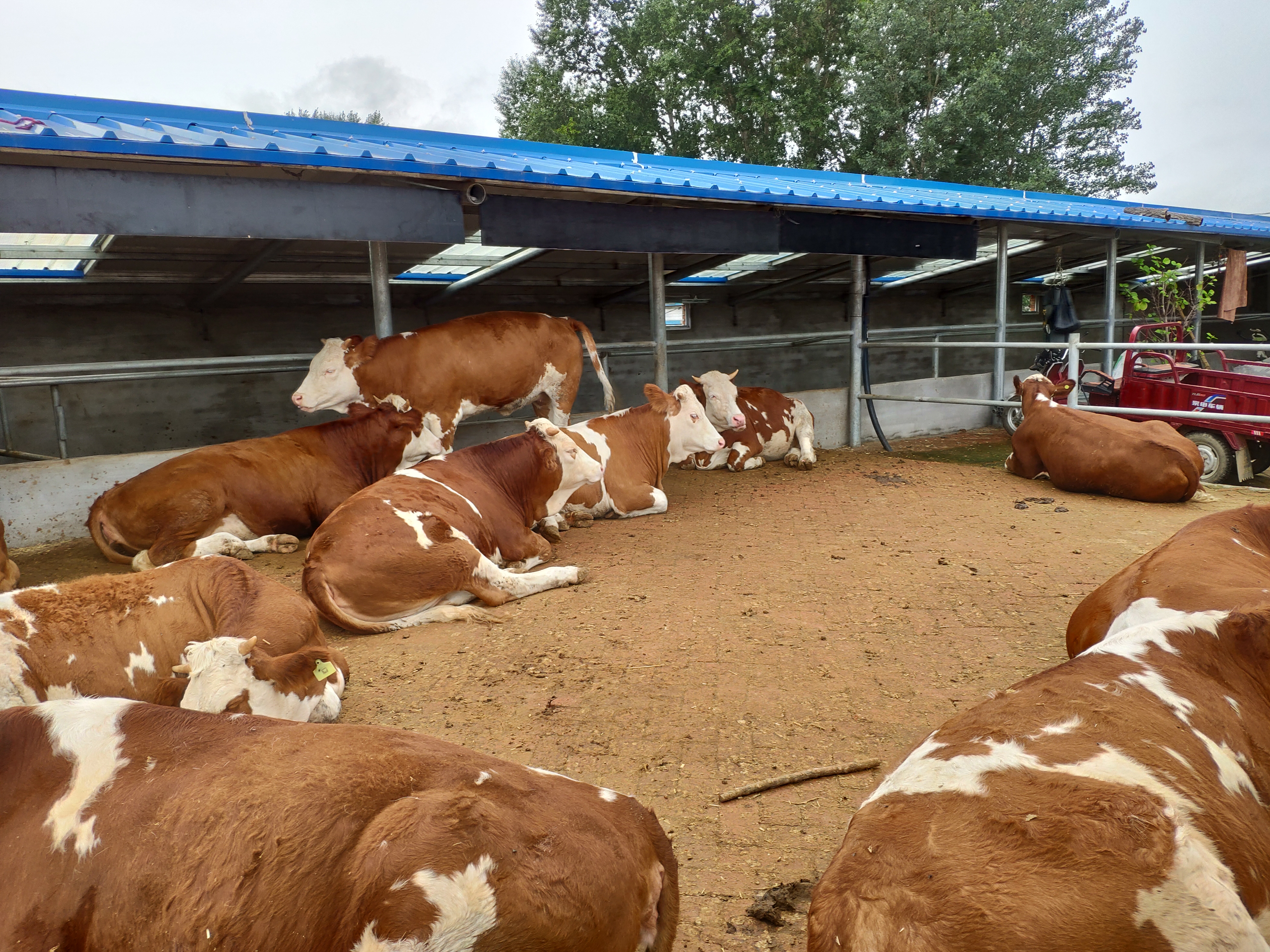 东哥养牛视频,东哥养肉牛