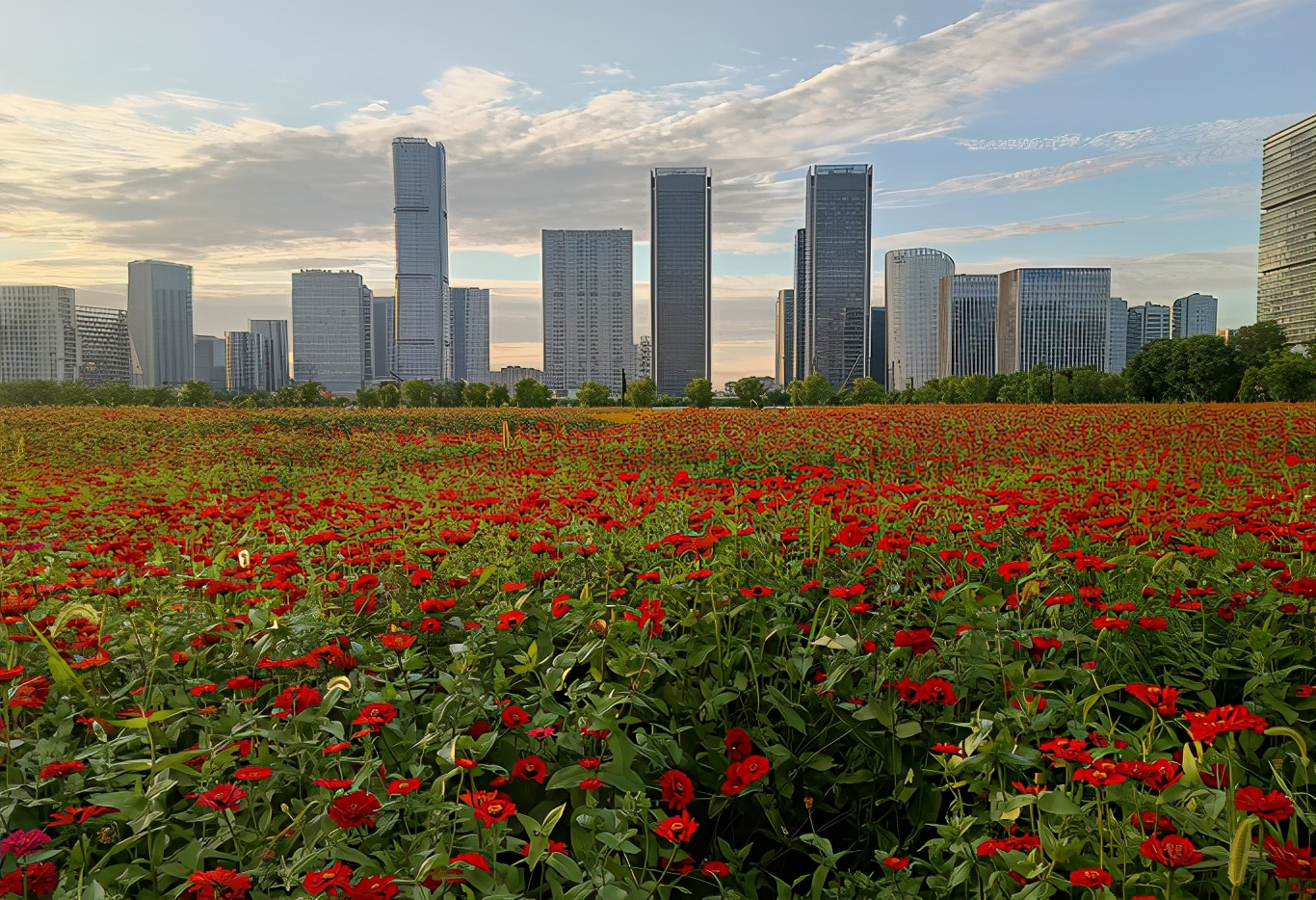 太美的花海,余杭千里花海