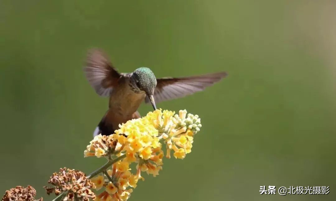 拍摄鸟类照片技巧,拍摄鸟儿照片技巧