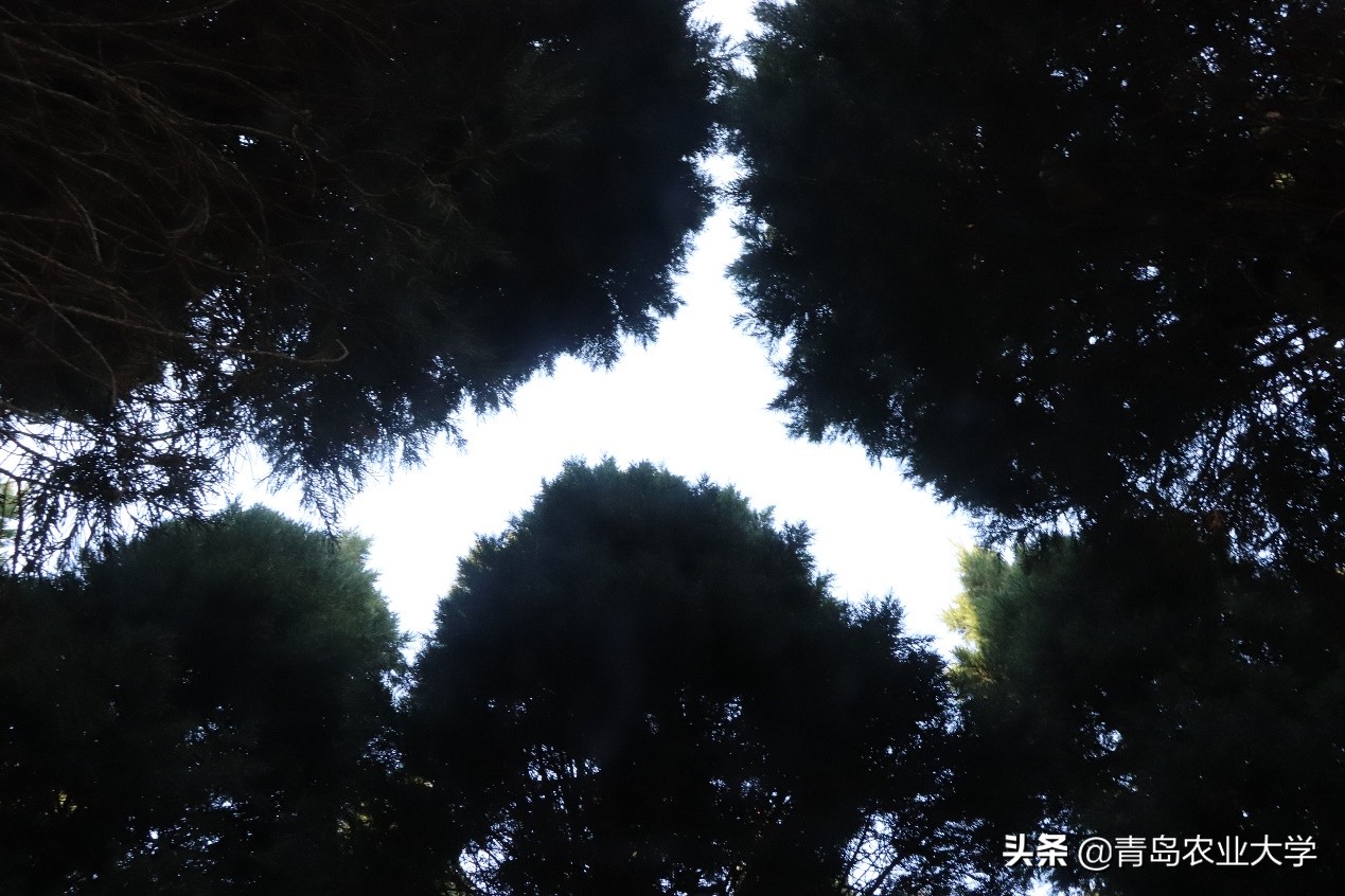 介绍青岛农业大学,令人心动的青岛