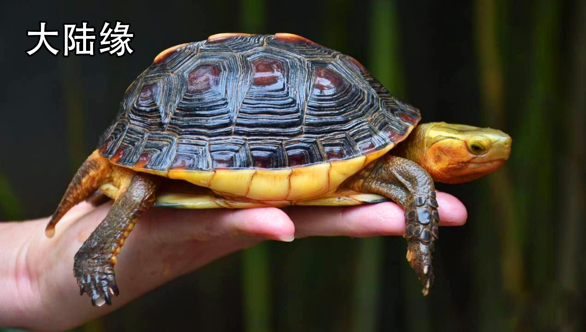 黄缘龟闭壳怎么办,黄缘闭壳龟经营方法