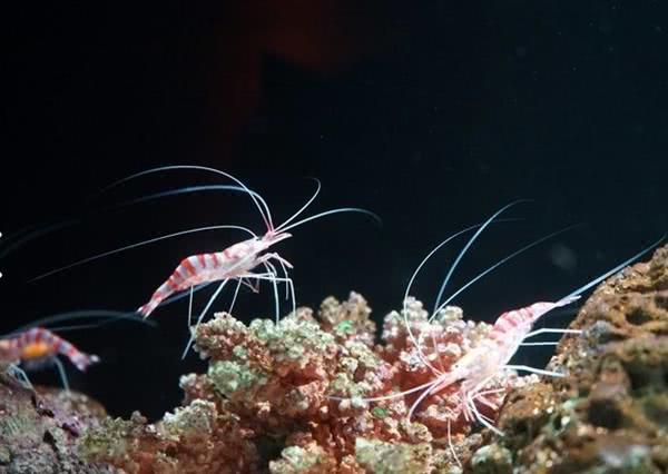 泰国是什么样的农村呢,泰国是个怎样的国家