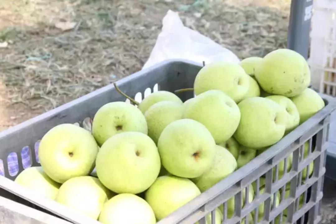 东北五里屯特产排行榜前十名,龙湾特产必买清单