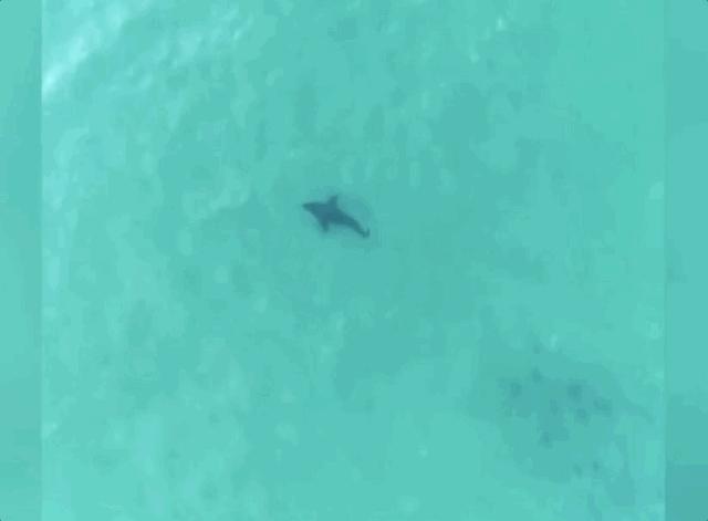 在海里遇到鲨鱼怎么才可以逃生,在海里碰到鲨鱼怎么办