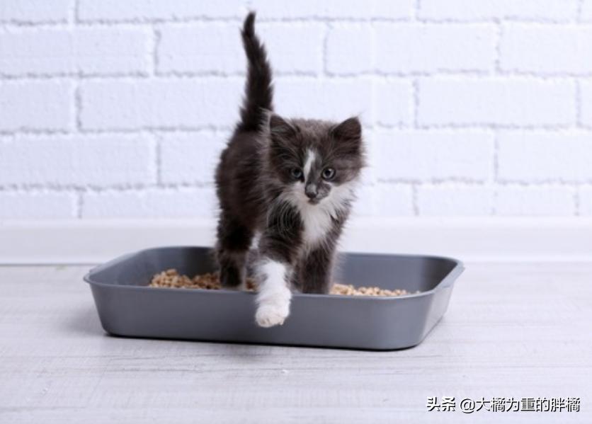 猫咪两天不拉屎正常吗幼猫,幼猫有什么上厕所的前兆