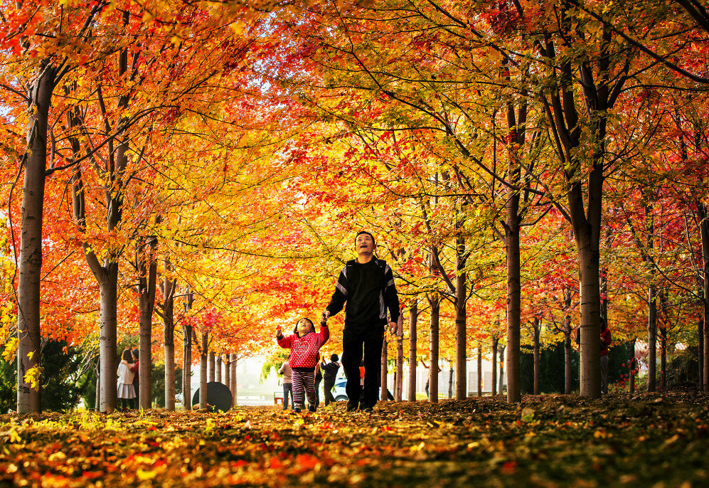 大连横山寺红叶,横山寺的枫叶
