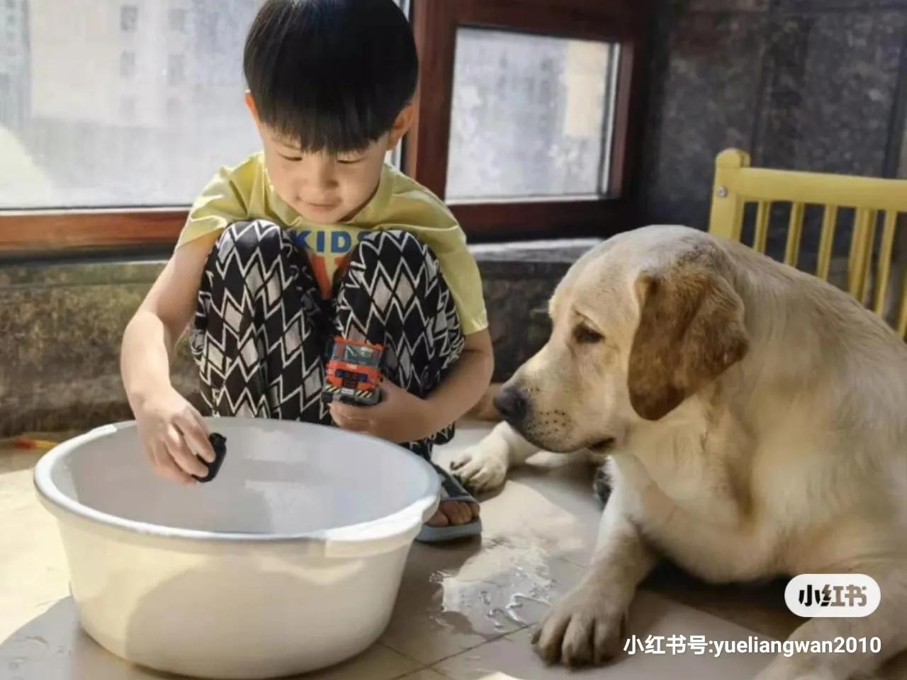 训练拉布拉多狗狗教程,训练拉布拉多狗的正确方法