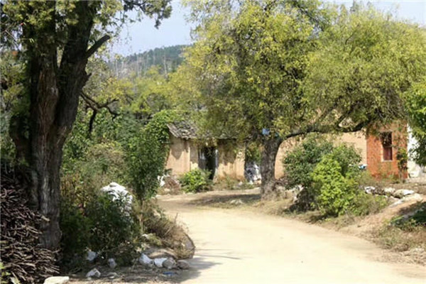 古枣林，古村落……湖北随县华宝村“红玉”飘香，值得你来看