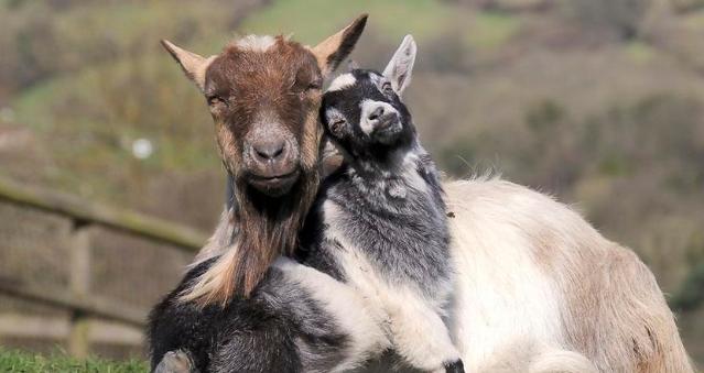 母羊喂什么对子宫内膜炎有好处,母羊内膜炎怎么办