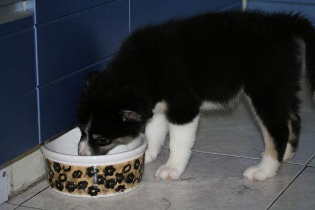 边牧吃什么牌子的狗粮好,边牧专用狗粮什么牌子好