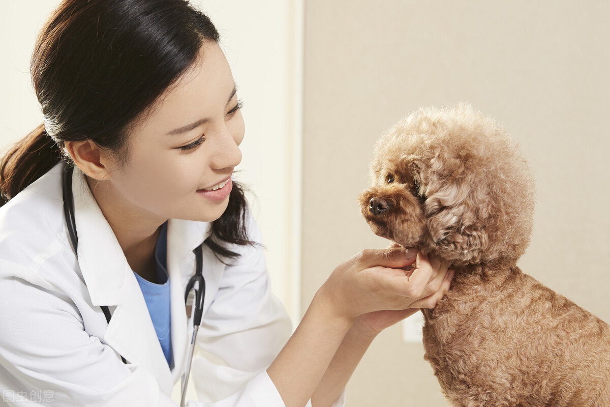 宠物犬疥螨怎么治疗,宠物狗皮肤红疹